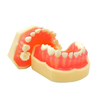 Dentare De Predare Studiu De Copii Copii Dintilor Primare Practica Demonstrează Instrument De Dinți Model Detașabil